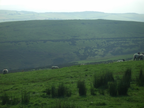 [Picture: Panorama - Sheep-covered hills: 26]