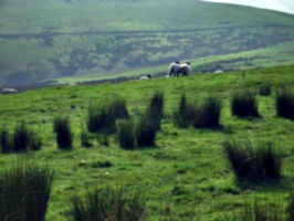 [Picture: Panorama - Sheep-covered hills: 27]