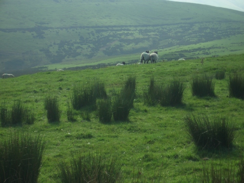 [Picture: Panorama - Sheep-covered hills: 27]