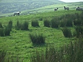 [Picture: Panorama - Sheep-covered hills: 29]