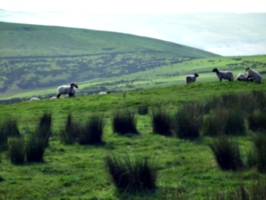 [Picture: Panorama - Sheep-covered hills: 30]