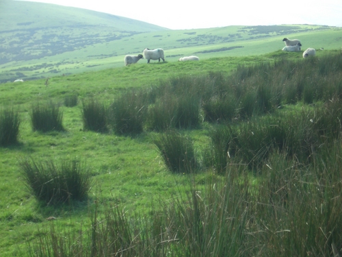 [Picture: Panorama - Sheep-covered hills: 32]