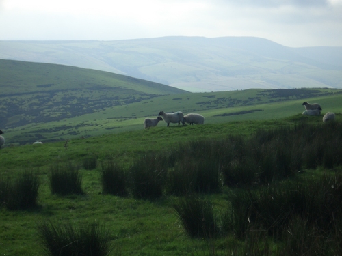 [Picture: Panorama - Sheep-covered hills: 33]