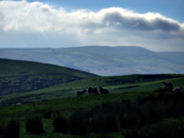 [Picture: Panorama - Sheep-covered hills: 34]