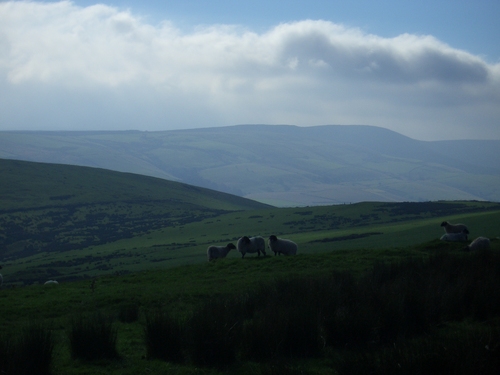 [Picture: Panorama - Sheep-covered hills: 34]