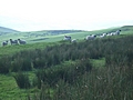 [Picture: Panorama - Sheep-covered hills: 35]