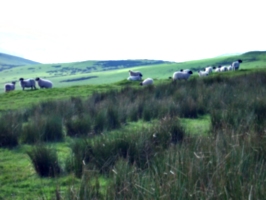 [Picture: Panorama - Sheep-covered hills: 35]