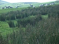 [Picture: Panorama - Sheep-covered hills: 36]
