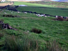 [Picture: Panorama - Sheep-covered hills: 37]