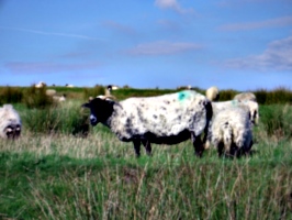 [Picture: Sheep 2]