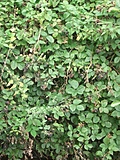 [Picture: Blackberry bush]
