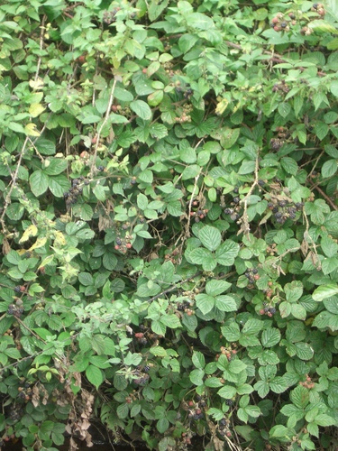 [Picture: Blackberry bush]