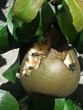 [Picture: Waspy pear]