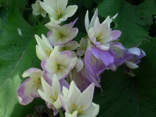 [Picture: Purple-white flowers with yellow bits]