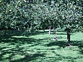 [Picture: Apple Orchard]