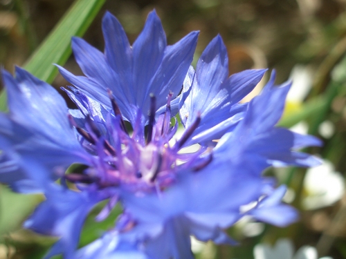 [Picture: Cornflower (maybe?)]