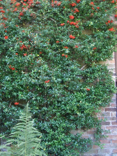 [Picture: Bush with red berries]