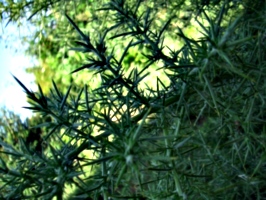 [picture: Spiky Green Plant 3]