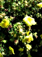 [picture: Yellow flowers]