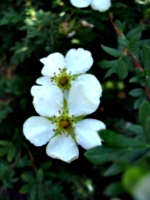 [picture: White flower]