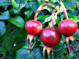 [picture: Red things---rosehips]