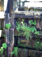 [picture: Canal lock gates for panorama: 9]