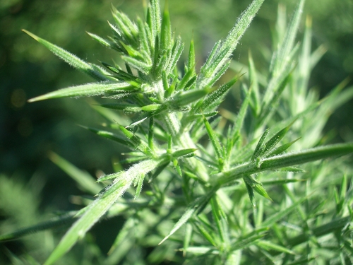 [Picture: Spiky Green Plant]