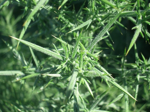 [Picture: Spiky Green Plant 2]