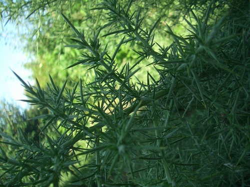 [Picture: Spiky Green Plant 3]