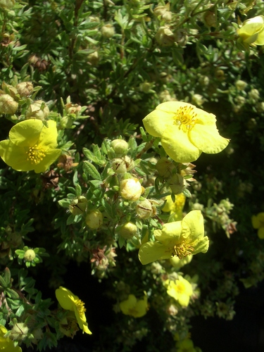 [Picture: Yellow flowers]