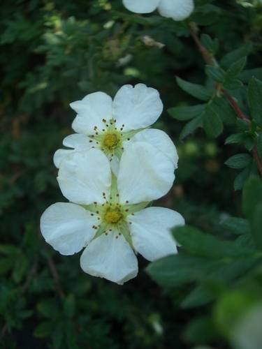 [Picture: White flower]