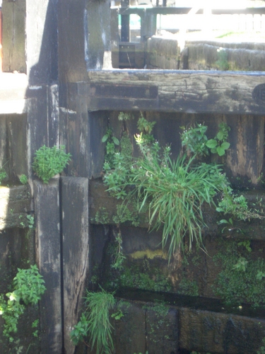 [Picture: Canal lock gates for panorama: 9]