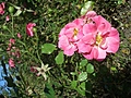 [Picture: English Rose]