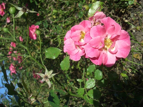 [Picture: English Rose]