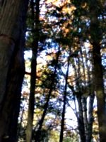 [picture: Autumn Trees 2]