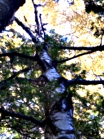 [picture: Autumn Trees 3]