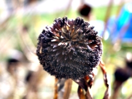 [picture: Seed ball 1]