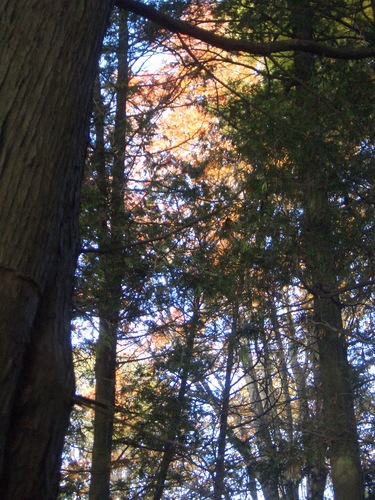 [Picture: Autumn Trees 1]
