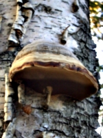 [Picture: Tree Fungus]