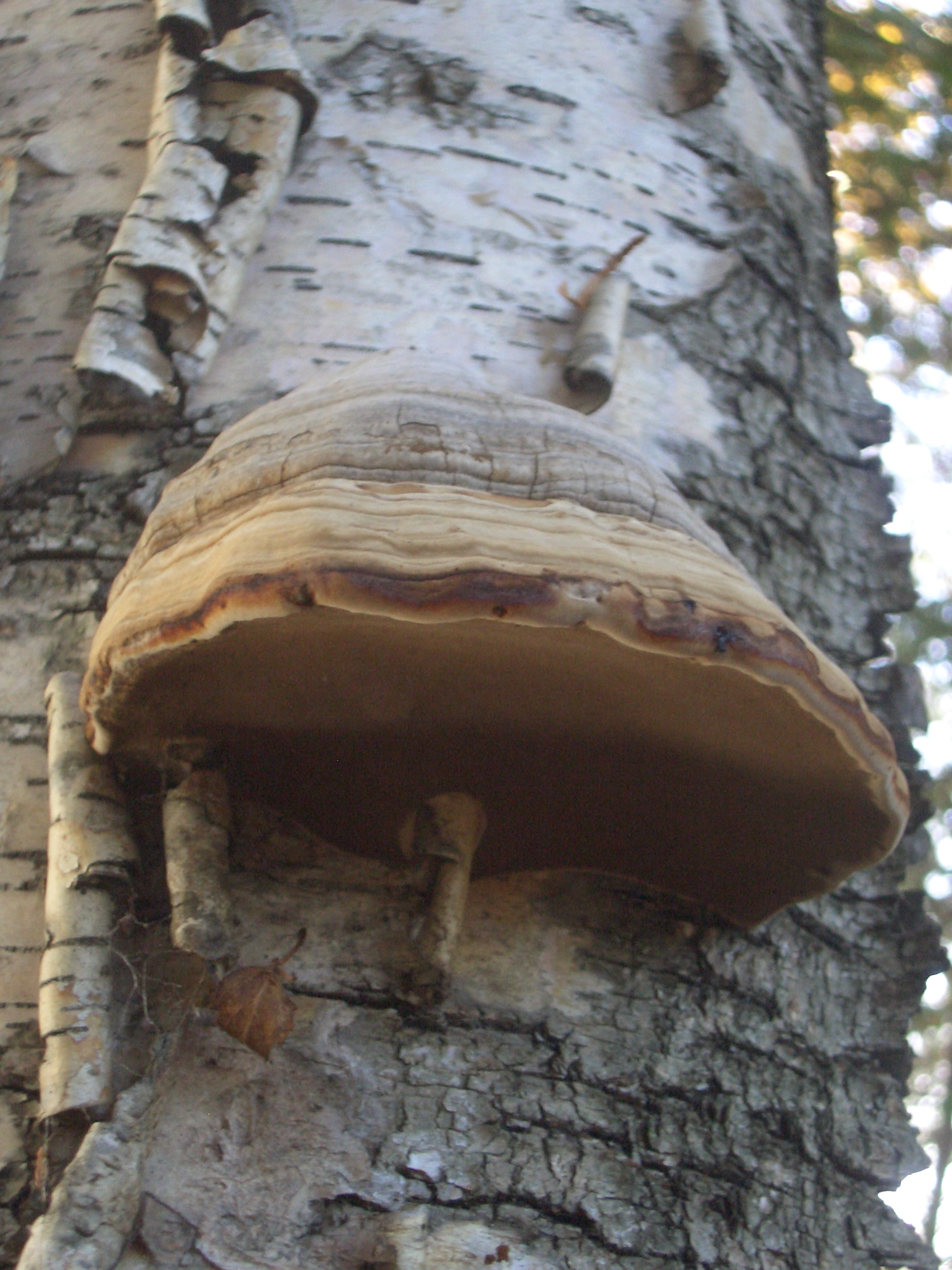 [Picture: Tree Fungus]