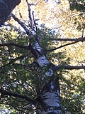 [Picture: Autumn Trees 3]