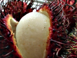 [picture: Rambutan Fruit 5]