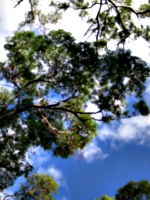 [picture: Australian trees 1]