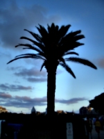 [picture: Palm tree]