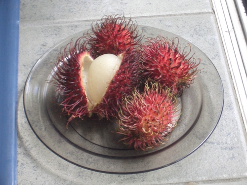 [Picture: Rambutan Fruit 1]
