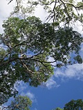 [Picture: Australian trees 1]