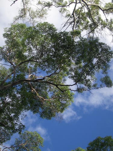 [Picture: Australian trees 1]