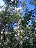 [Picture: Australian trees 2]