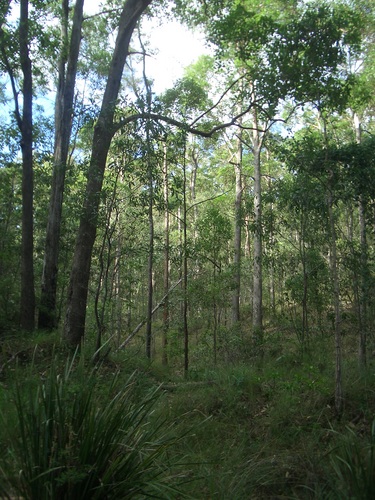 [Picture: Australian trees 3]