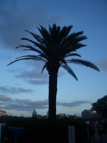 [Picture: Palm tree]